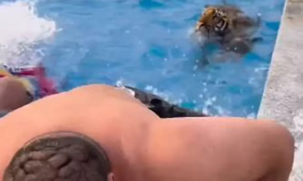 VIRAL VIDEO: स्विमिंग पूल में एन्जॉय कर रहे थे लोग, अचानक कूद पड़ा टाइगर, वीडियो देख अटक जाएंगी सांसें