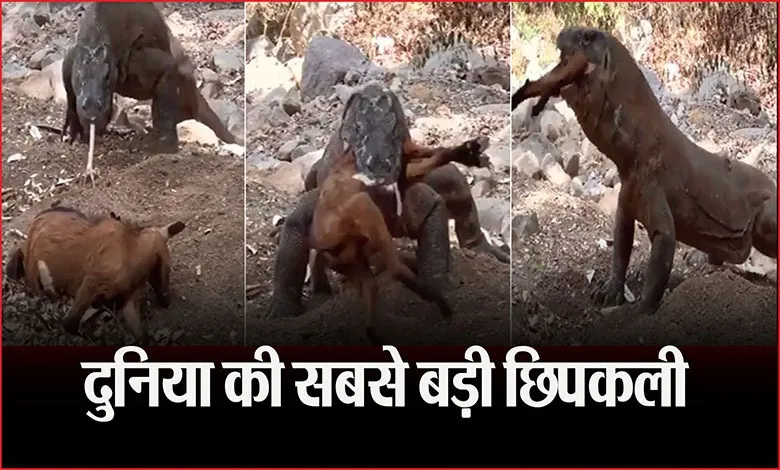 पूरी बकरी को निगल गई दुनिया की सबसे बड़ी छिपकली, खौफनाक नजारा देख कांप जाएंगे आप, देखें वीडियो