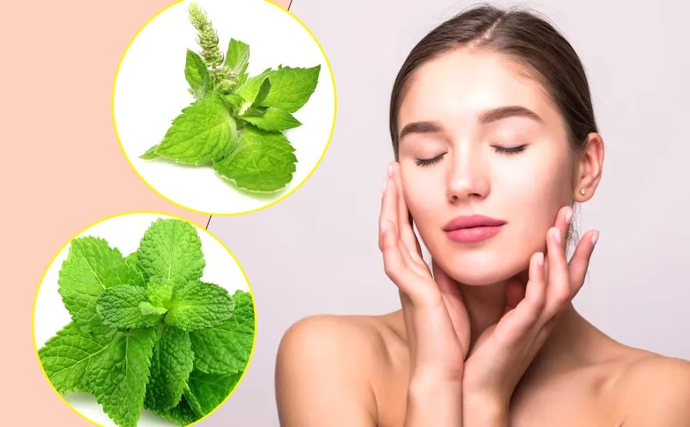 घर पर बनाएं पुदीने के ये फेस पैक, चेहरे पर आएगा गजब का निखार 