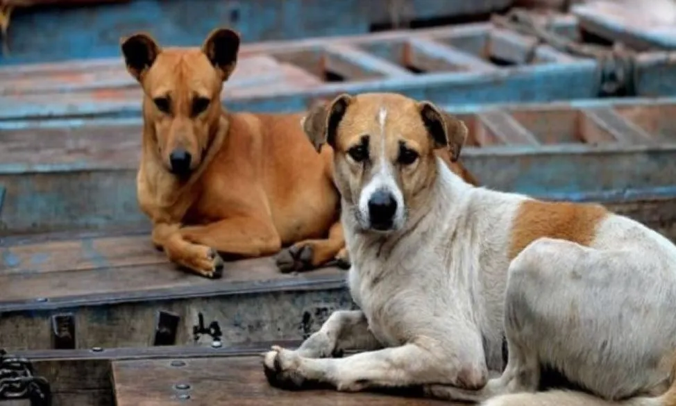 बरेली: एक और एनिमल बर्थ कंट्रोल सेंटर बनेगा, शासन को भेजा प्रस्ताव 