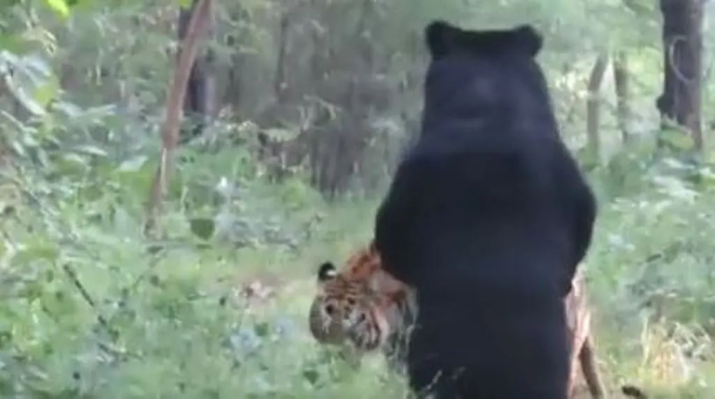 VIRAL VIDEO: भालू ने दी ऐसी घुड़की कि पैरों में गिरा बाघ, देखें दिलचस्प वीडियो 