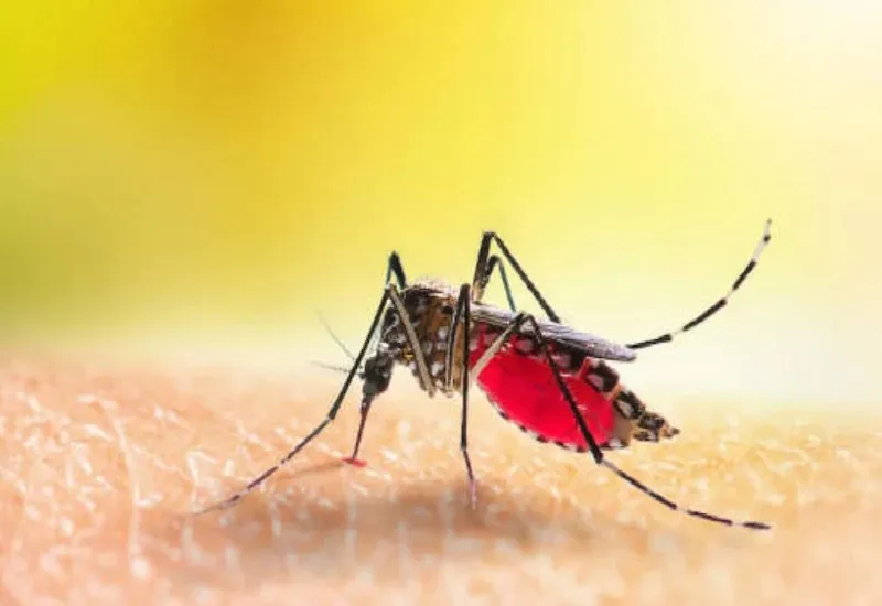 अयोध्या : बुधवार को नहीं मिला कोई डेंगू मरीज, सीएमओ ने देखा वार्ड 