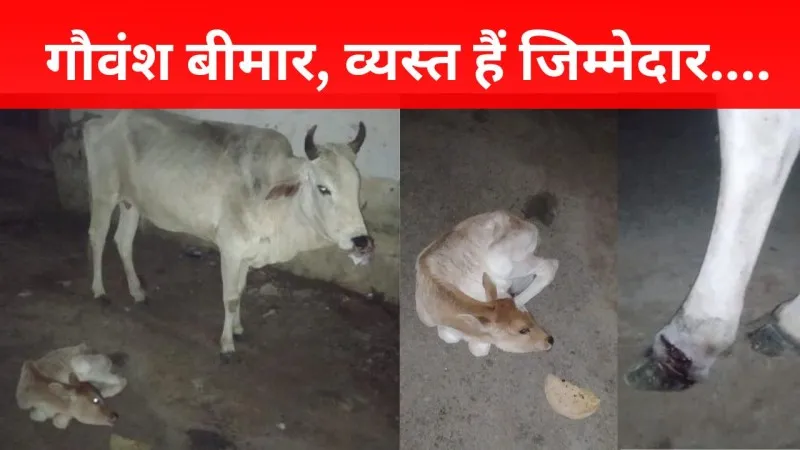 लखनऊ: गौवंश बीमार, व्यस्त हैं जिम्मेदार.... भुईयन देवी मंदिर के पास अधमरे हाल में गाय और नवजात बछड़ा 
