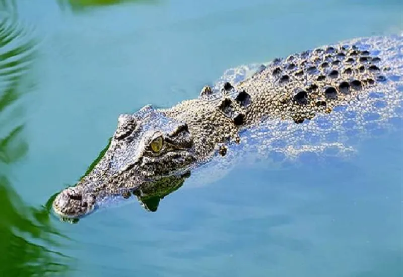 रामपुर : मिलक में मगरमच्छ दिखने की सूचना पर दौड़ी वन विभाग की टीम, जानिए फिर क्या हुआ?