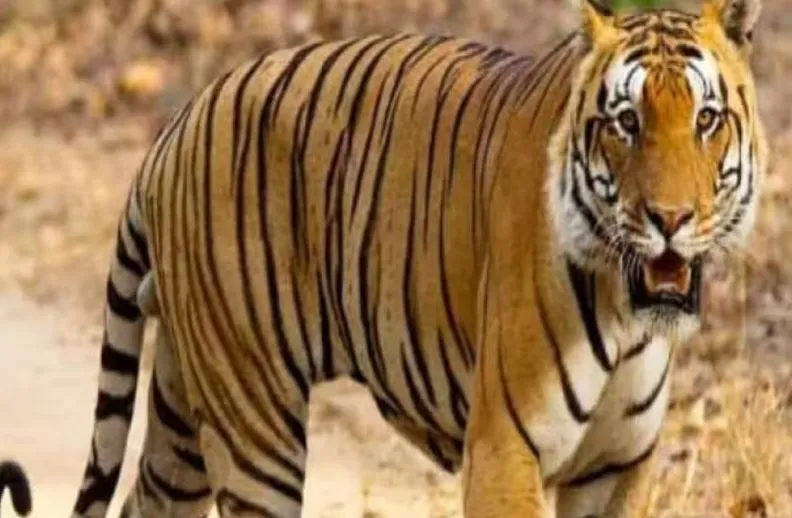 लखीमपुर-खीरी: रात भर घर के आंगन में टहलता रहा बाघ, घर वालों की अटकी रहीं सांसें