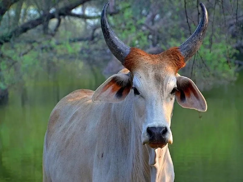 स्वदेशी गो-संवर्धन योजना : आय वृद्धि व लोगों के आत्मनिर्भर बनने का जरिया होगी गाय 