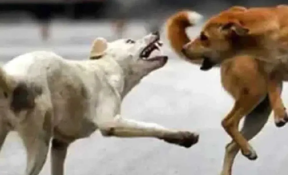 बरेली: बहेड़ी में युवती पर कुत्तों ने किया हमला, गंभीर घायल