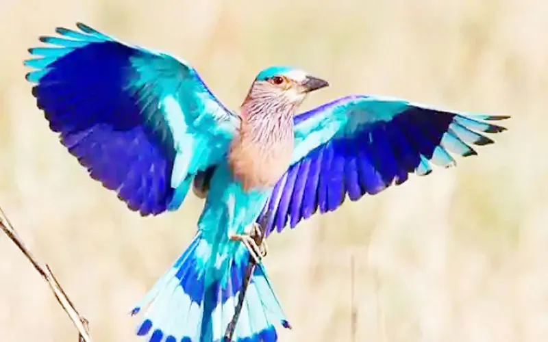 Dussehra 2023: दशहरा का दिन हो और इस पक्षी का हो जाए दर्शन, तो समझिए खुलने वाला है किस्मत का ताला!