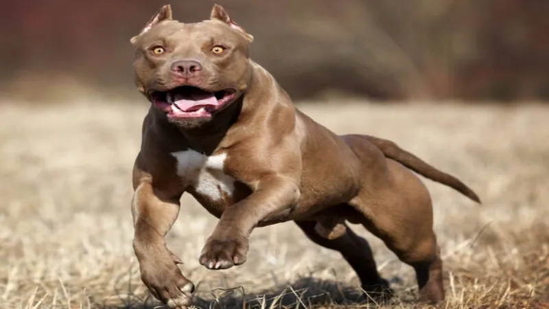 गौतमबुद्ध नगर : नोएडा में पालतू पिटबुल ने कुत्ते पर किया अटैक 