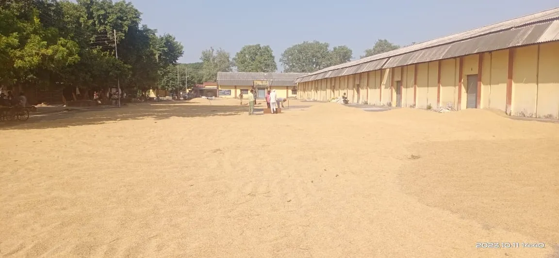 बरेली: धान में नमी से उड़ी किसानों की नींद...करनी पड़ रही चौकीदारी