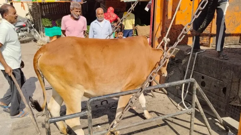 बहराइच नगर पालिका टीम ने सात मवेशियों को पकड़ा, तीन लोगों पर लगाया जुर्माना