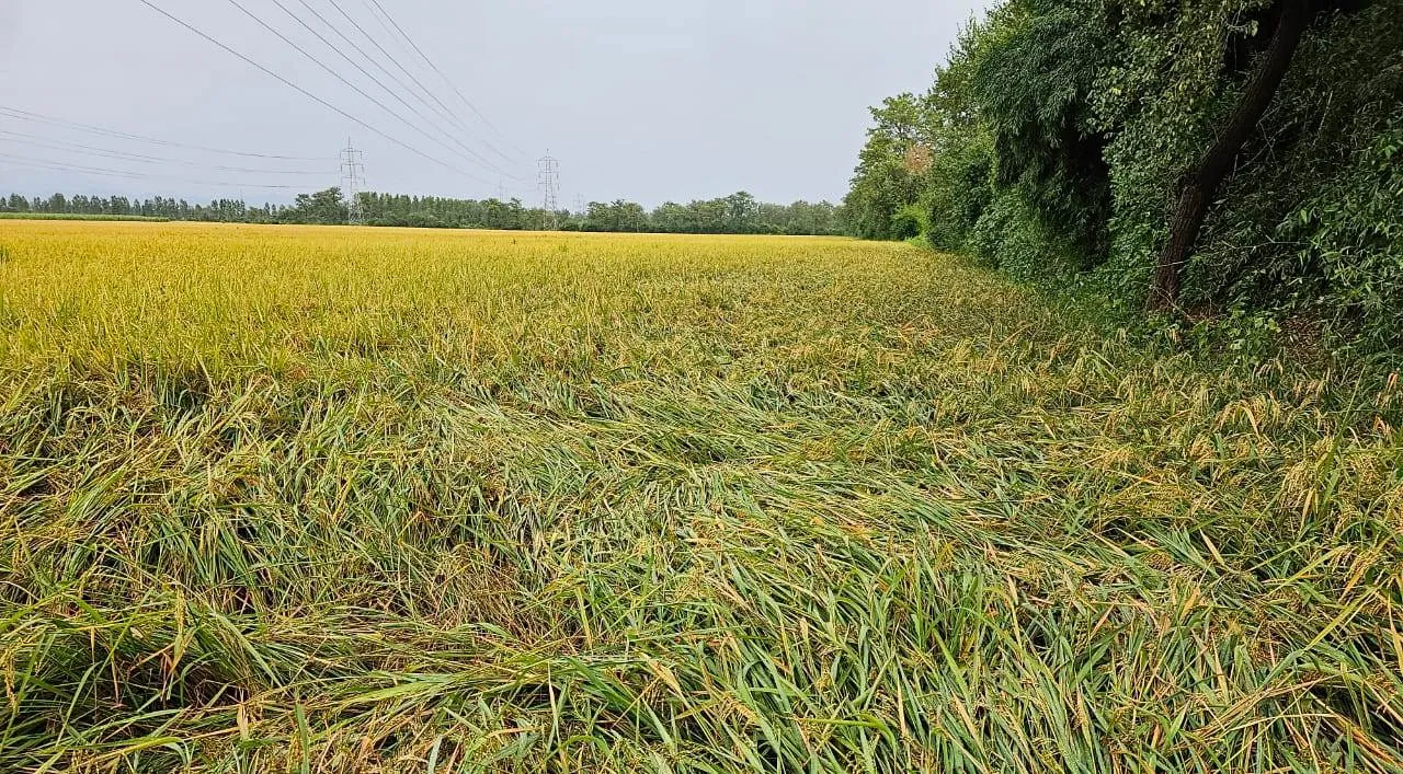 रुद्रपुर: तराई में बारिश ने बढ़ाई किसानों की टेंशन, 15 मिलीमीटर तक बारिश हुई तो किसानों को होगा नुकसान