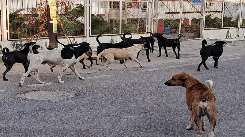 प्रयागराज में आतंक बने स्ट्रीट डॉग, बच्चों की जान को खतरा