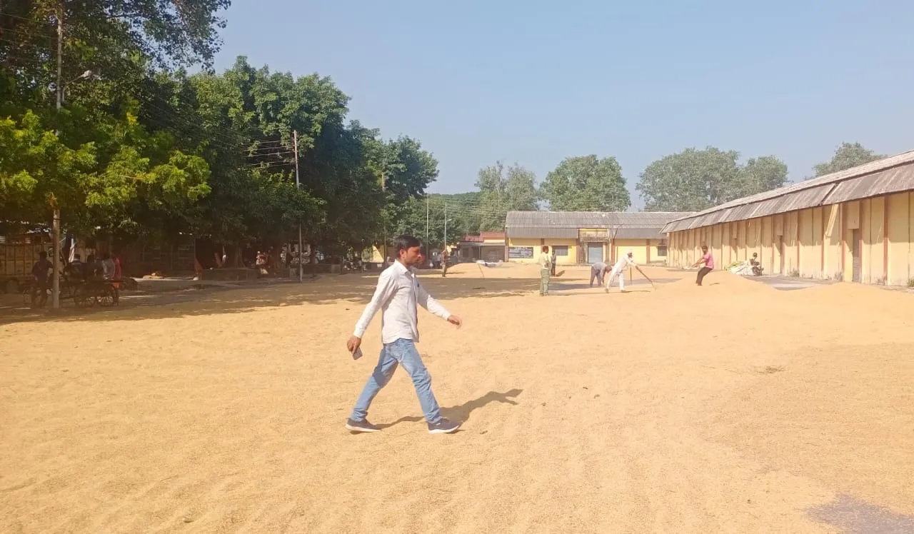 बरेली: बारिश ने बढ़ाई धान में नमी, केंद्रों पर तौल थमी