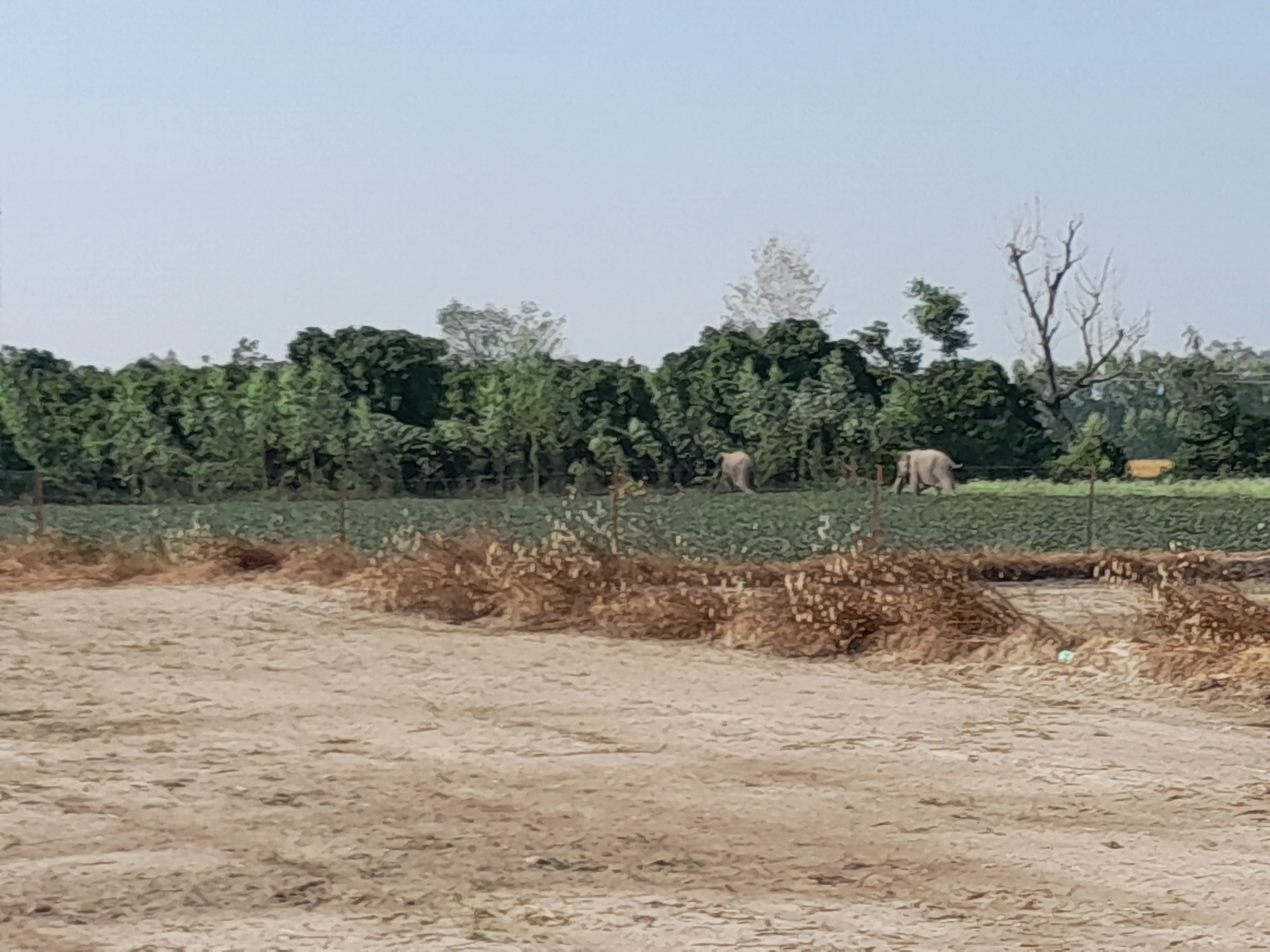 कालाढूंगी: चकलुवा में हाथियों ने दिनदहाड़े रौंदी गन्ने की फसल 