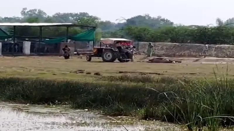 अमेठी में मृत गाय को ट्रैक्टर से बांधकर घसीटा, वीडियो वायरल