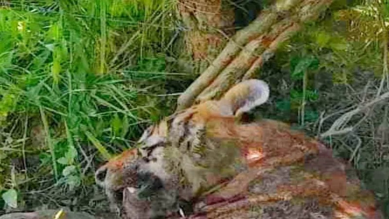 बहराइच : कतर्नियाघाट में इलाज के दौरान घायल बाघ की मौत - Video