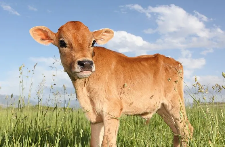 बरेली: IVF से होगी बछड़ों की एडवांस प्रजाति विकसित, वैज्ञानिक तैयार कर रहे प्लान