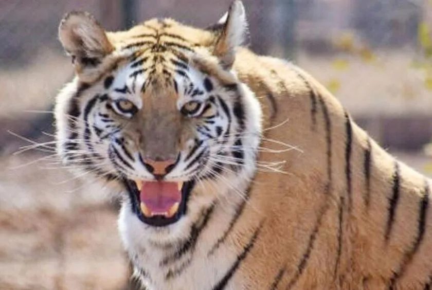 पीलीभीत: मुख्यमंत्री के जाते ही बेपरवाह वन विभाग, बाघिन से खुद ही बचाएं जान...नहीं दिखे जिम्मेदार