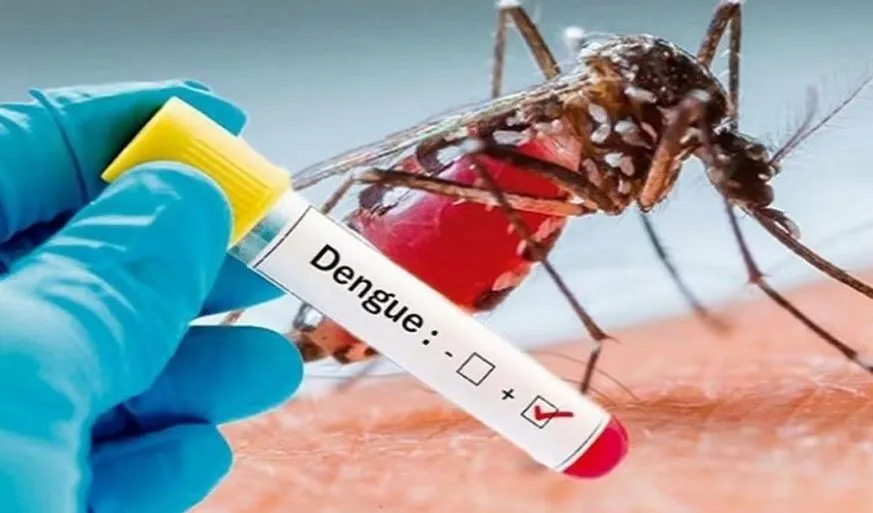 बरेली में डेंगू का प्रकोप: बकरी के दूध...कीवी फल और नारियल पानी की बढ़ी मांग