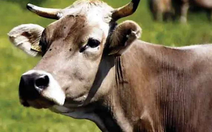 पीलीभीत: 22 गौशालाओं का होगा उद्धार, बनाए जाएंगे अतिरिक्त टिनशेड...जानिए किसे मिली जिम्मेदारी