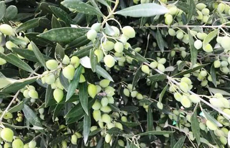 जैतून को रास आई भीमताल की जलवायु, हरा भरा होकर देने लगा फल 