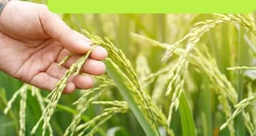 बरेली: हजारों किसानों के लिए राहत लाएगी पांच गांवाें में दिसंबर तक चकबंदी