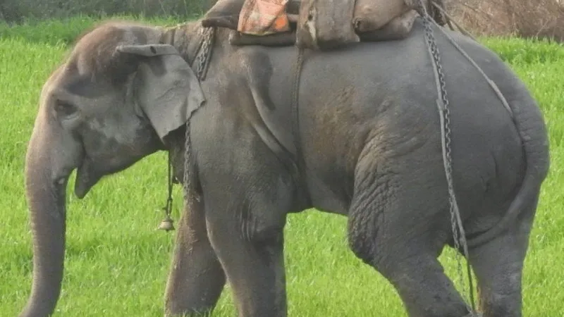 गोरखपुर में हाथी ने महावत को जमीन पर पटका, पहले भी ली थी तीन लोगों की जान 