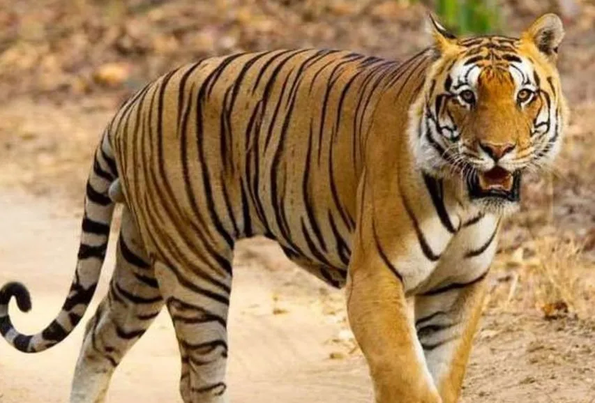 लखीमपुर-खीरी: बाघ की दहशत कैसे कटे धान, खेत पर नहीं पहुंच रहे मजदूर और किसान