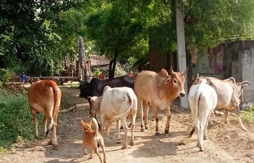 लखीमपुर-खीरी: भाकियू के सहयोग से ग्रामीणों ने गौशाला में बंद किए पशु 