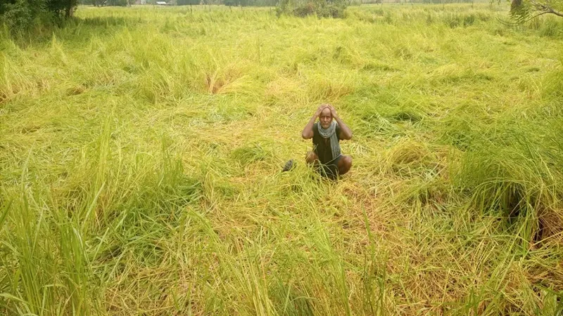रायबरेली: बेमौसम बारिश और ओलावृष्टि से फसल पर आई आफत 