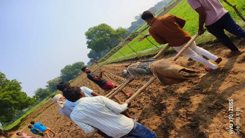 मीरजापुर: धान के खेत में पहुंचा मगरमच्छ, वन विभाग ने किया रेस्क्यू