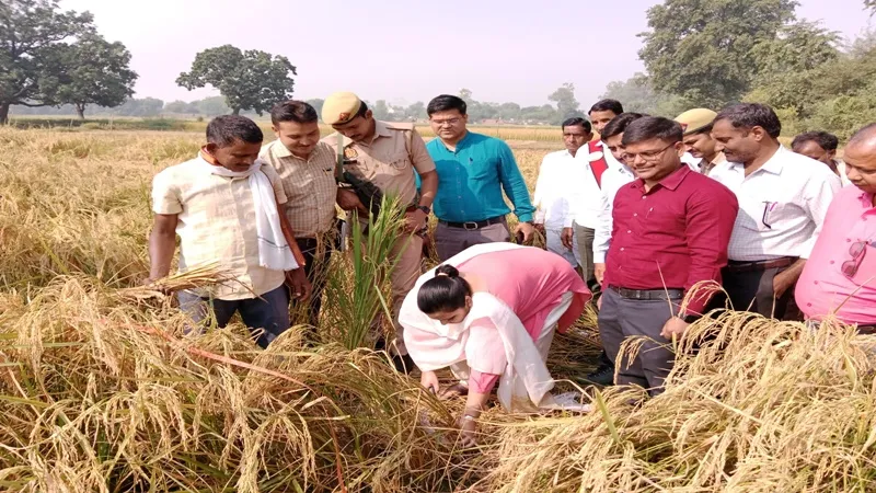 सुलतानपुर: ...जब हसिया लेकर धान काटने लगी डीएम, किसानों से फसलों के अवशेष न जलाने की की अपील