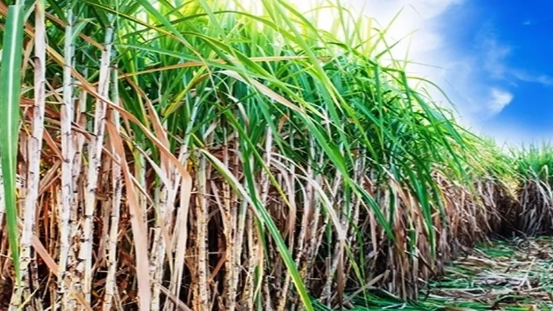 मुरादाबाद : गन्ना किसानों को समस्या समाधान के लिए नहीं लगानी होगी विभाग की दौड़