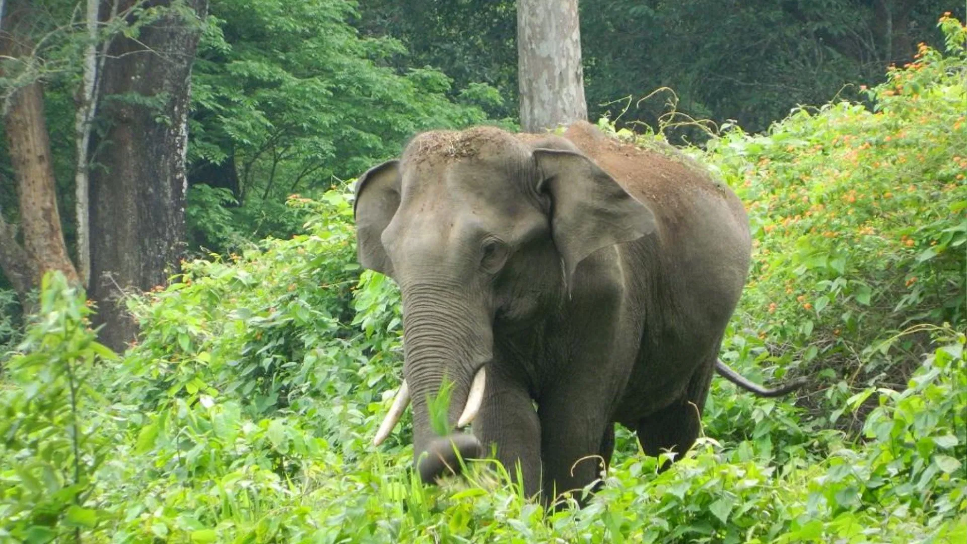 छत्तीसगढ़: जशपुर में 11 केव्ही विद्युत लाइन से अवैध तार जोड़ कर हो रहा है वन्य प्राणियों का शिकार 