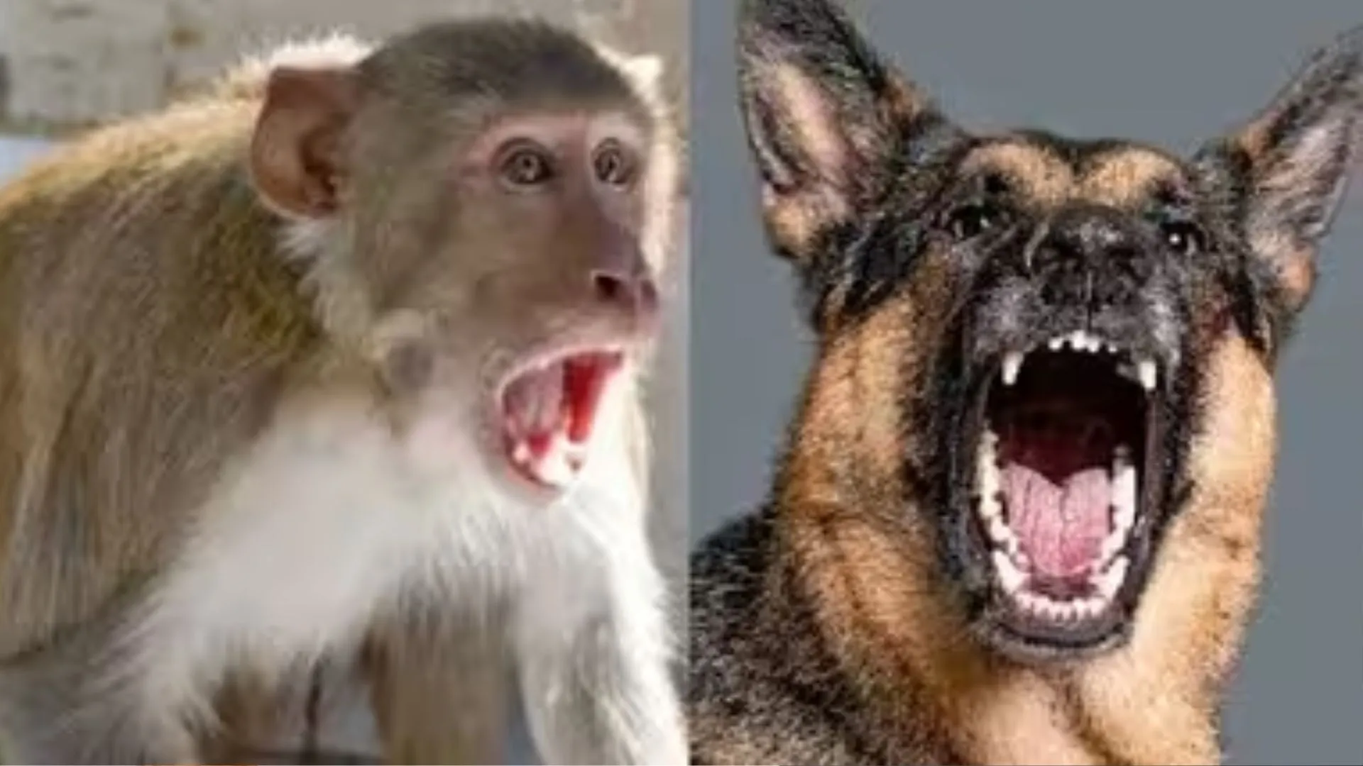 बरेली: कुत्ता...बिल्ली...बंदरों का आतंक बरकरार, जनवरी से सितंबर तक 79,047 को लगी ARV 