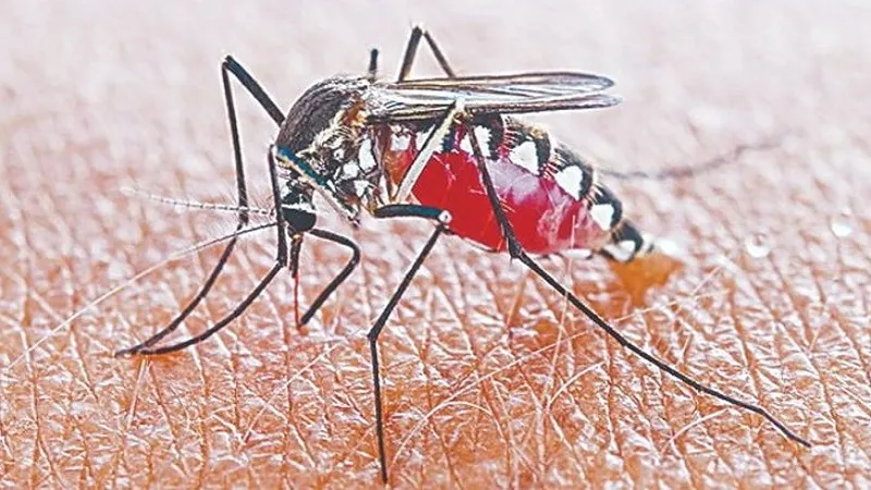 मुरादाबाद: मासूमों को डेंगू का डंक, 1 से 9 साल के चार बच्चों सहित 14 संक्रमित