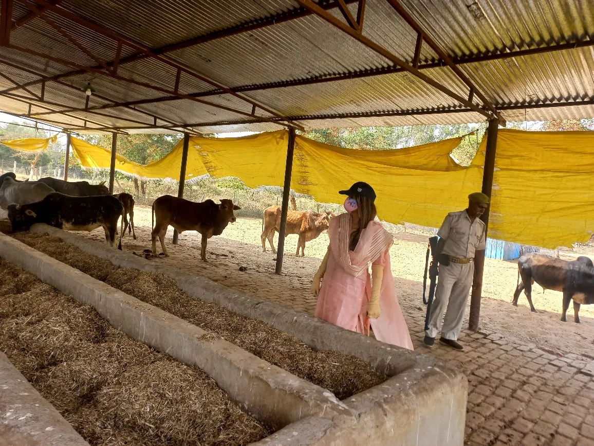 बरेली: सदर तहसील में 18 गोशाला के लिए चिह्नित हुई जमीन