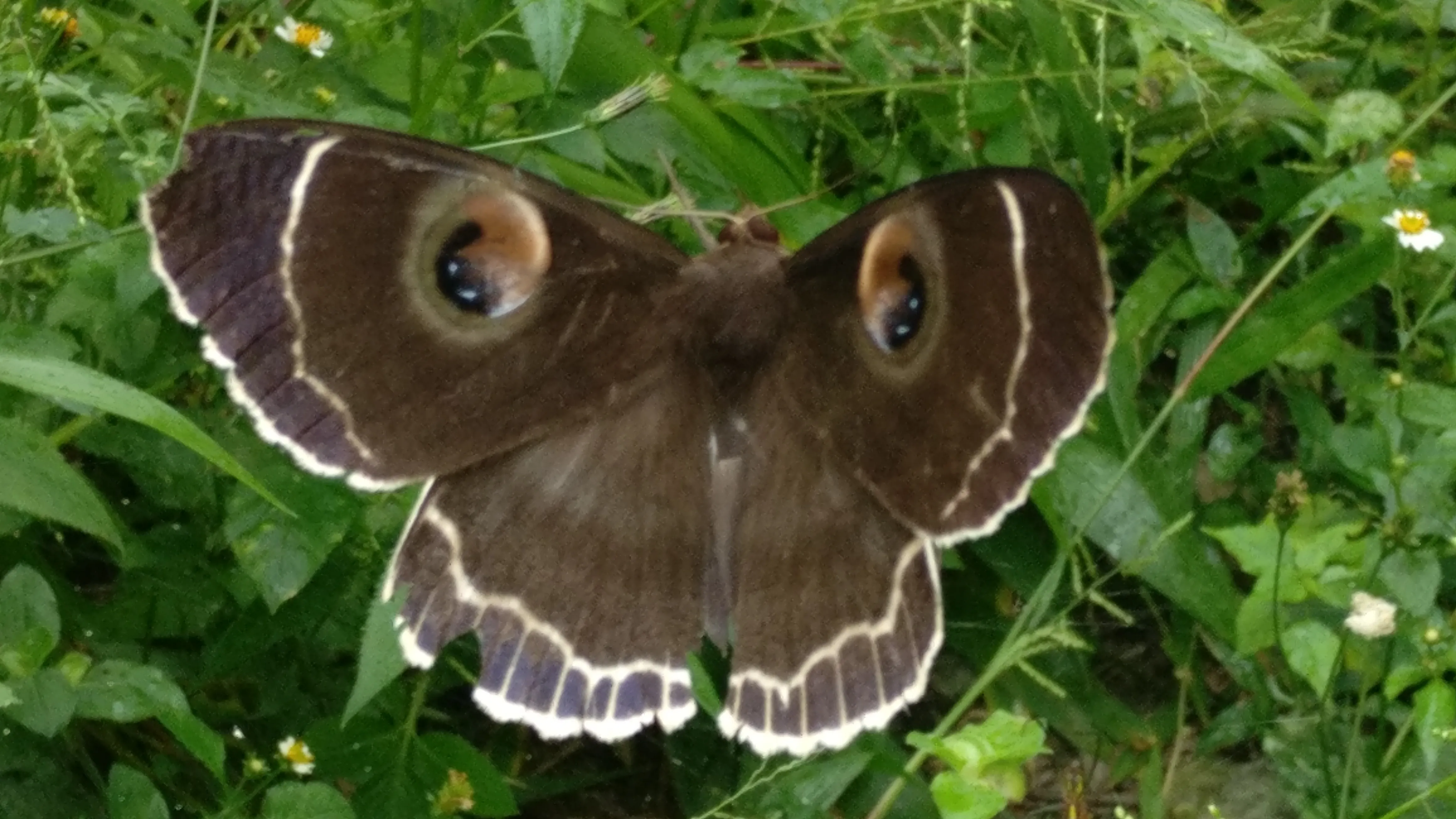 भीमताल: ये तितली नहीं उल्लू पतंगा है जनाब...क्यों चौक गए न...!