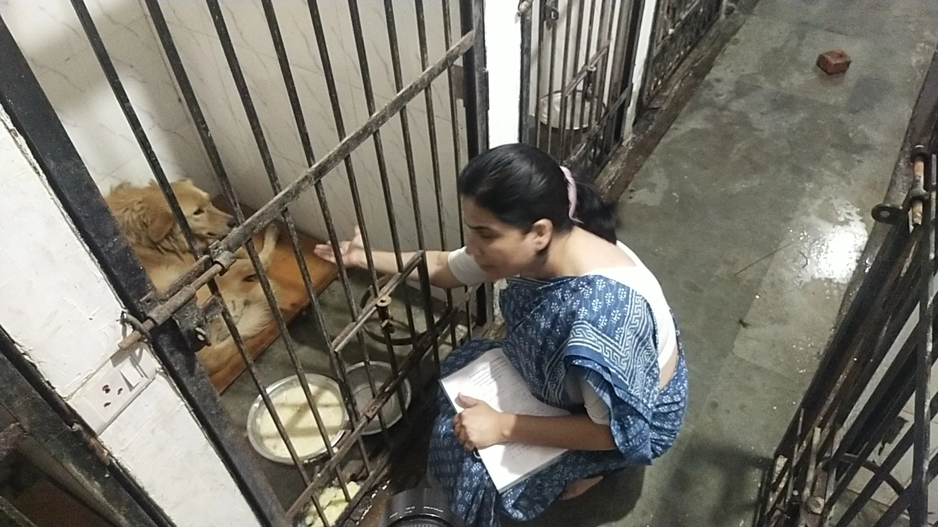 नैनीताल: जिन कुत्तों को नगर पालिका बता रही खूंखार निरीक्षण के दौरान वो मिले शांत 