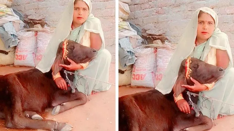 कन्नौज में अजब-गजब खबर, महिला ने मवेशी के बच्चे का किया अन्नप्राशन, लोगों को दावत भी खिलाई, पढ़ें…