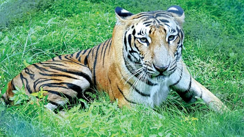 सर्दियां शुरू होते ही कानपुर चिड़ियाघर में किए गए ये खास इंतजाम, भालू खाएगा शहद… शेर को मिलेगी डबल खुराक