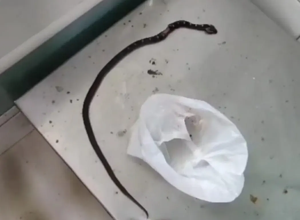 सांप को लेकर पहुंचा अस्पताल...टेबल पर रखकर बोला- इसने काट लिया, इलाज कर दो