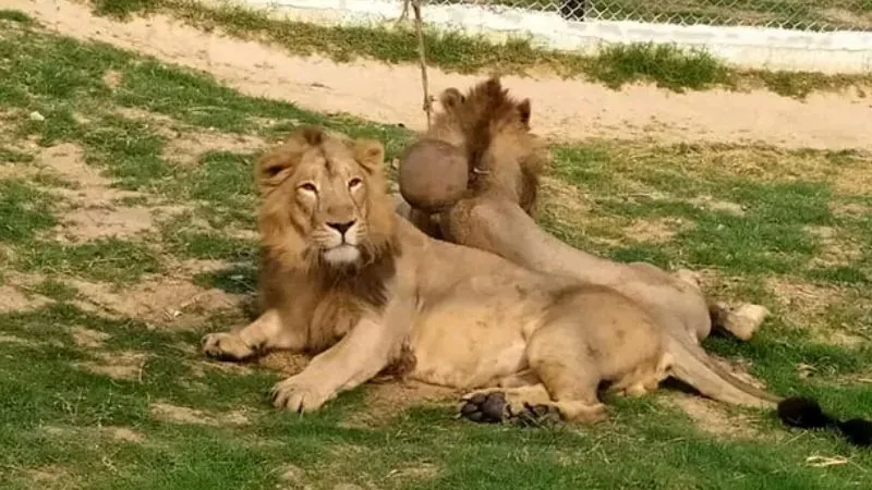 Etawah News: शेरनी ने जन्म देने के बाद शावक को नहीं अपनाया, अब पालन-पोषण में जुटा सफारी प्रशासन