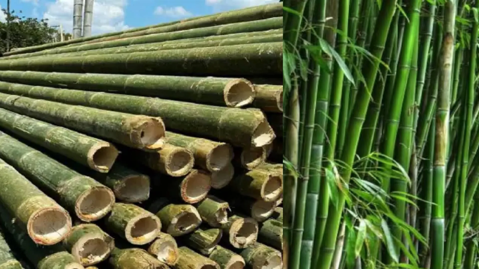 बरेली: 'बांस मंडी' से खो गया बांस का कारोबार...कभी थी धाक, अब सिर्फ एक व्यापारी 