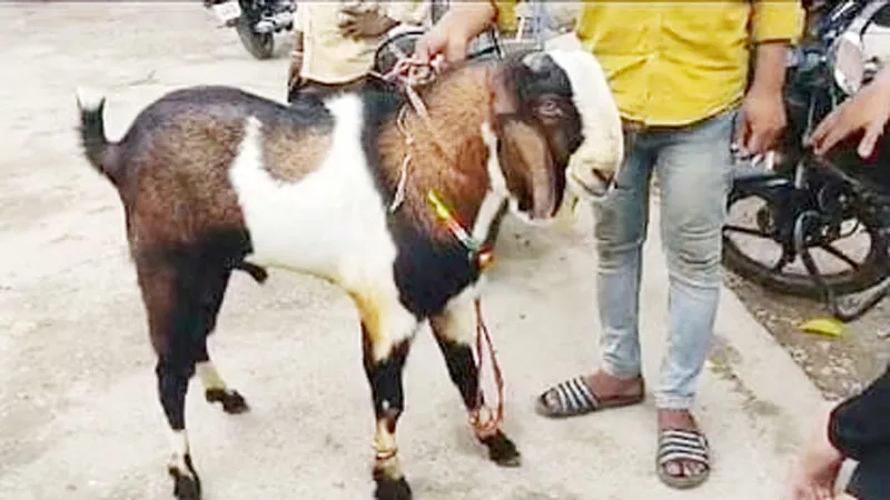 प्रयागराज: अतीक के खंडहर हो चुके मकान के बगल बंधे तीन बकरों को कार में भरकर उठा ले गये चोर