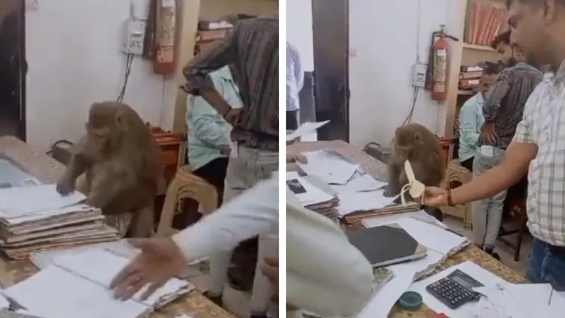 VIDEO: अचानक कार्यालय पहुंचा बंदर… अधिकारी बनकर फाइलों के पलटने लगा पन्ने, वीडियो देखकर यूजर्स की छूट गई हंसी