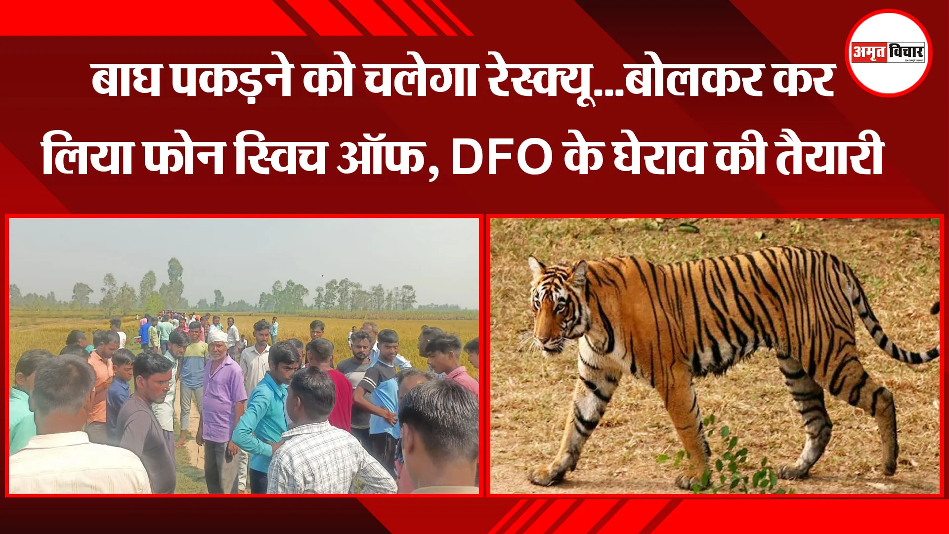 पीलीभीत: बाघ पकड़ने को चलेगा रेस्क्यू...बोलकर कर लिया फोन स्विच ऑफ, DFO के घेराव की तैयारी