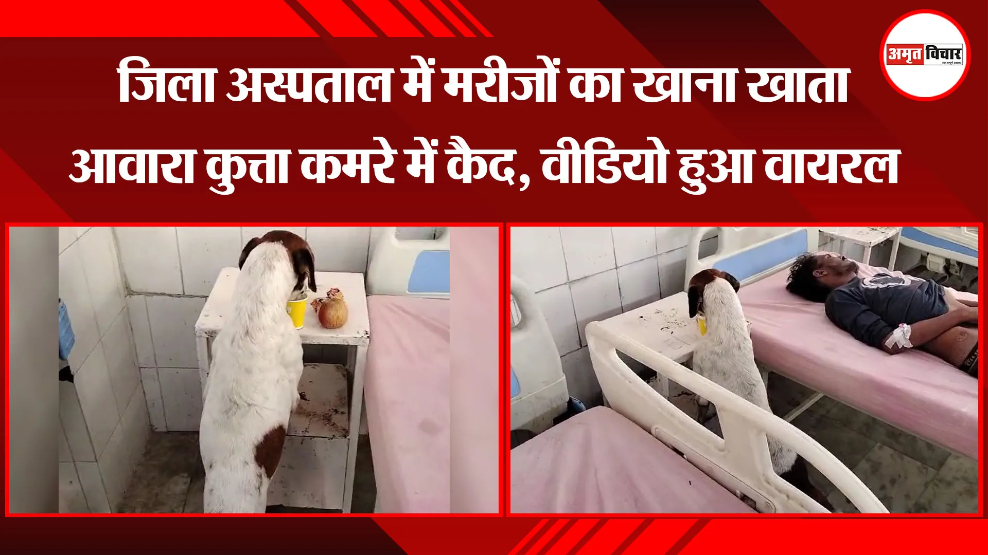  मुरादाबाद: जिला अस्पताल में मरीजों का खाना खाता आवारा कुत्ता कमरे में कैद, वीडियो हुआ वायरल