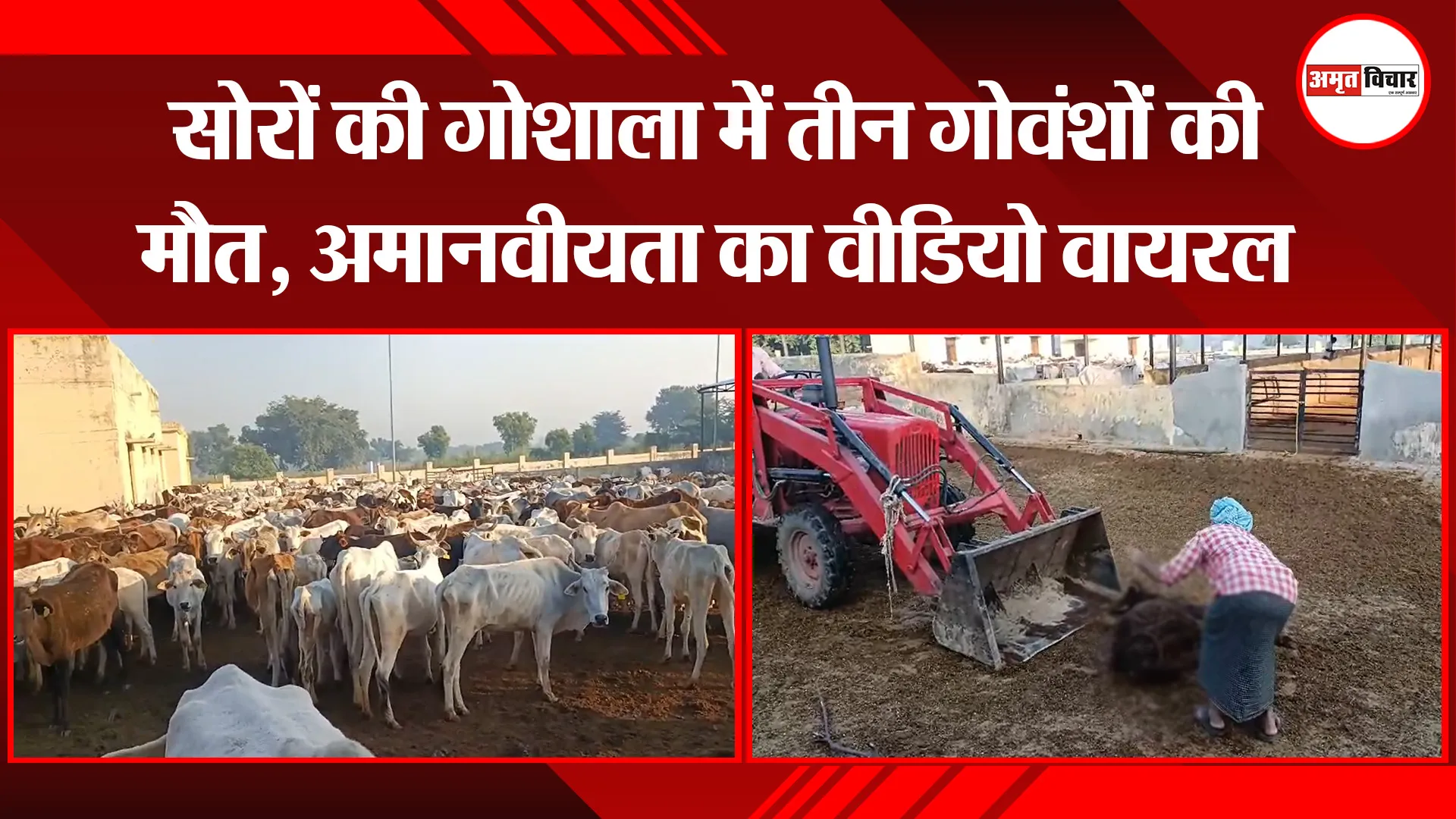 कासगंज: सोरों की गोशाला में तीन गोवंशों की मौत, अमानवीयता का वीडियो वायरल
